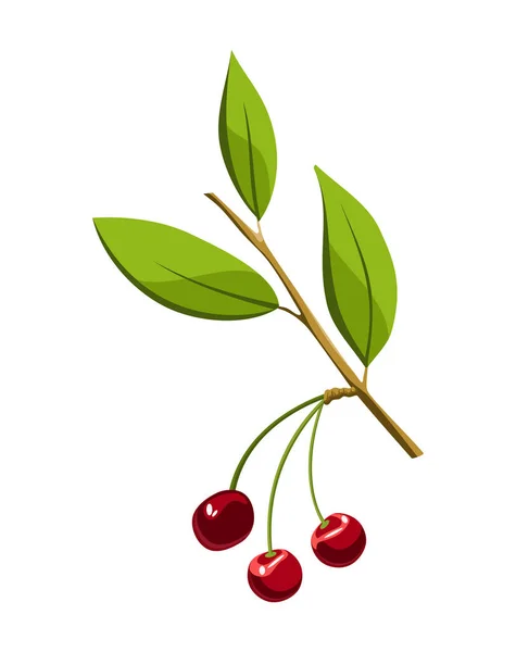 Baies de cerises de branche dessinées à la main avec des feuilles. Des baies fraîches. Fruit botanique dessin animé vecteur illustration. Aliments biologiques frais — Image vectorielle