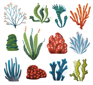 Beyaz arka planda izole edilmiş suluboya yosun ve mercanlar. Su altı yosunları. Akvaryum bitkileri koleksiyonu. Vektör deniz yaşamı. İzole edilmiş mercanlar ve algler. Su altı bitkileri