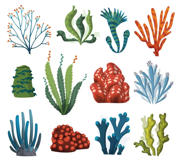 Beyaz arka planda izole edilmiş suluboya yosun ve mercanlar. Su altı yosunları. Akvaryum bitkileri koleksiyonu. Vektör deniz yaşamı. İzole edilmiş mercanlar ve algler. Su altı bitkileri