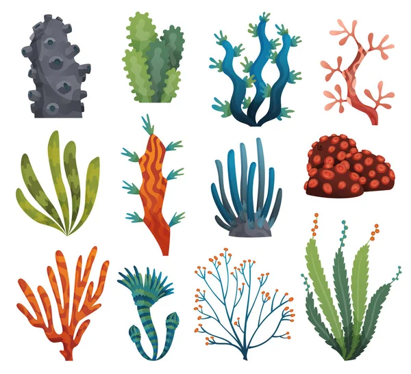 Conjunto de algas acuarela y corales aislados sobre fondo blanco. Algas submarinas. Colección de plantas de acuario. Vida marina vectorial. Vector aislado de corales y algas. Flora submarina — Archivo Imágenes Vectoriales