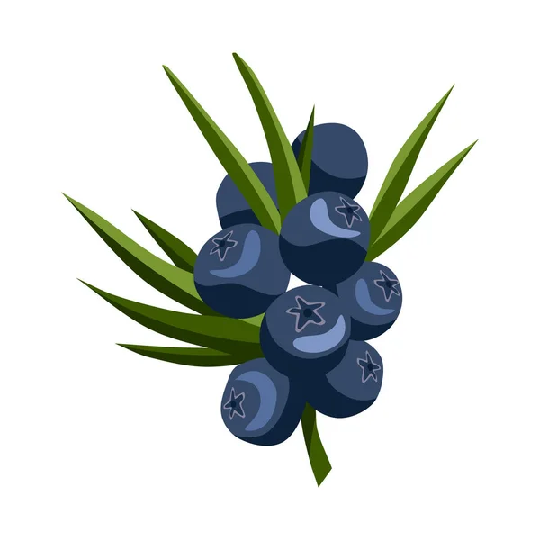 手绘的带有叶子的蓝莓枝.新鲜的夏天浆果。水果植物学卡通矢量图解.新鲜有机食品 — 图库矢量图片