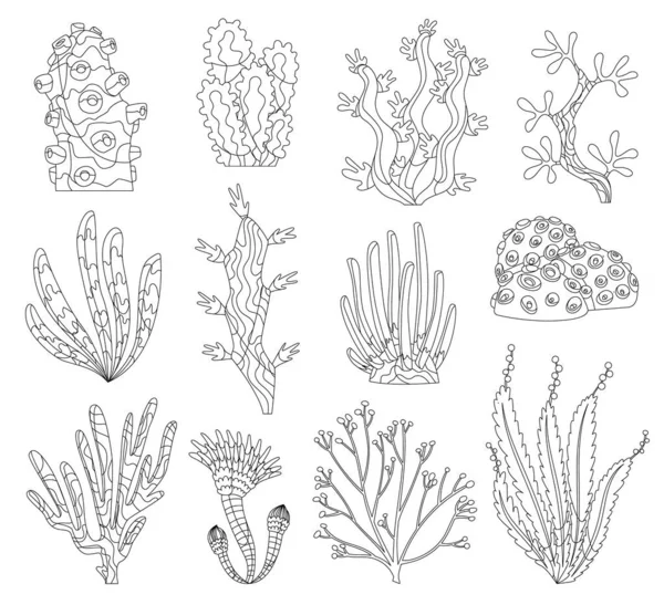 Algues marines, algues marines et silhouettes coralliennes. Des algues sous-marines. Collection de plantes d'aquarium. La vie marine vectorielle. Coraux et algues isolés. Flore sous-marine — Image vectorielle