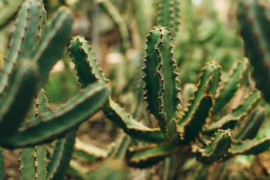 Dallar yeşil kaktüs 