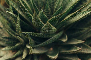 Üstten Görünüm etli bitkiler