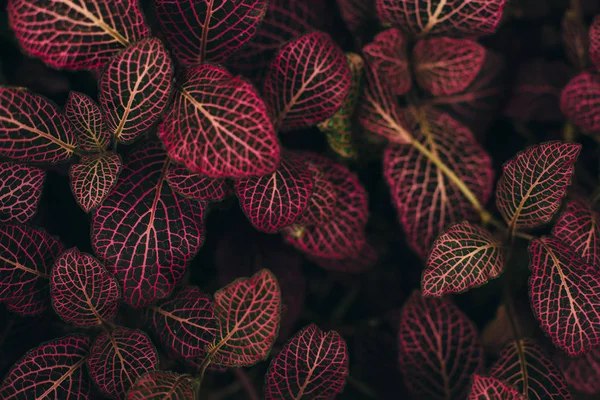 Dark green leaves with red viens — Stock Photo, Image
