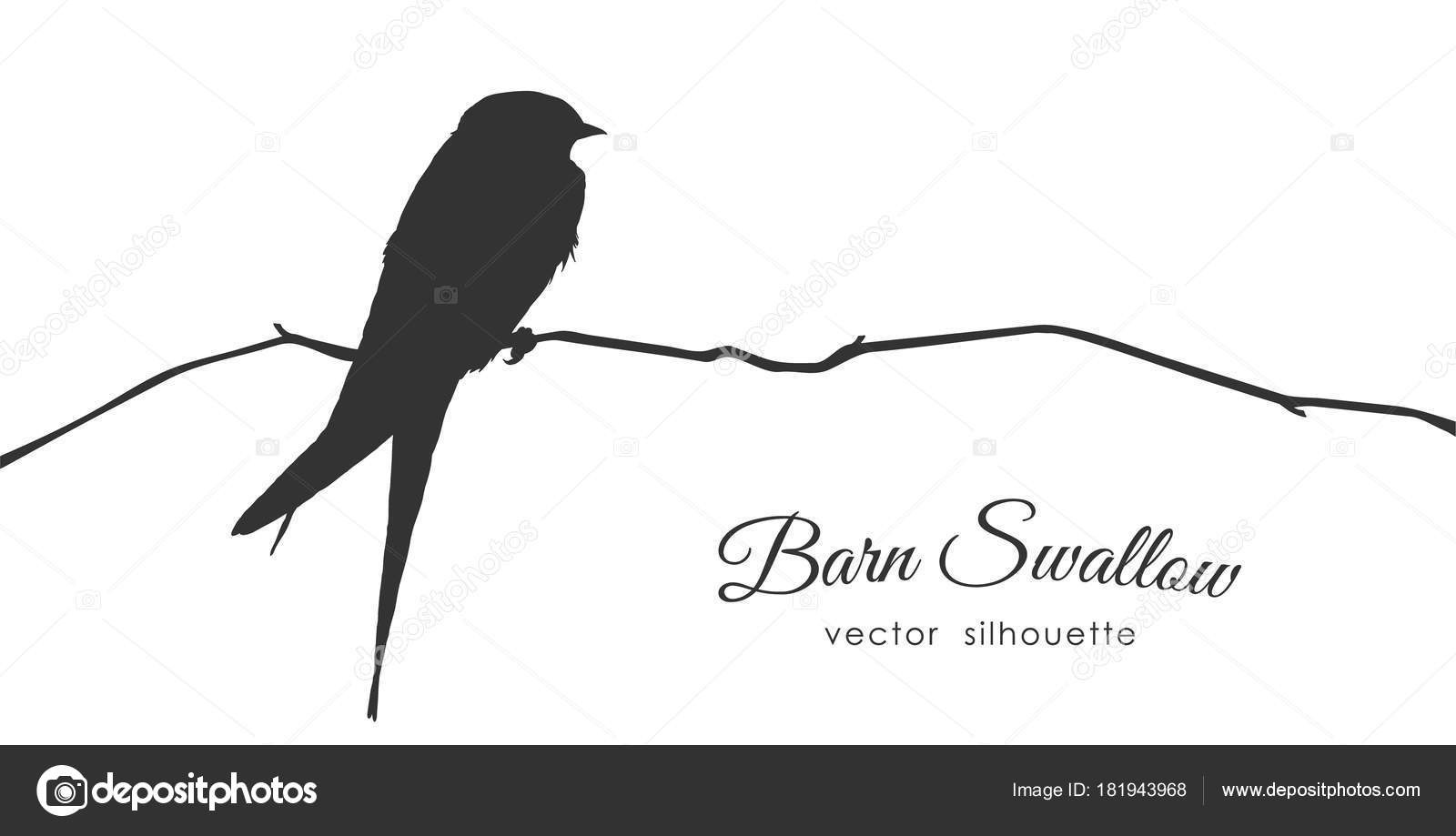 Silhouette of Barn Swallow sitting on a dry branch. Stock Vector by  ©deniskrivoy.photo.gmail.com 181943968, image size:1600x919