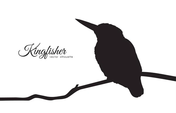 Bir dalda oturan Kingfisher 'ın silueti.