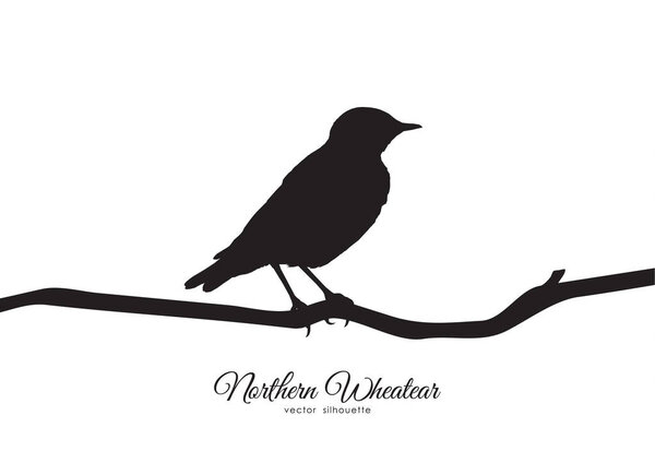 Silhouette of Northern Wheatear sitting on a dry branch.