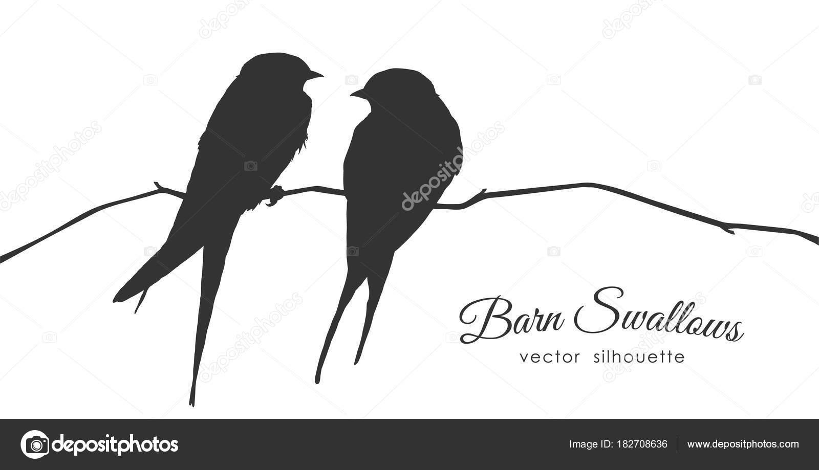 Isolated Silhouette of two Barn Swallows sitting on a dry branch on white  background. Stock Vector by ©deniskrivoy.photo.gmail.com 182708636, image size:1600x919
