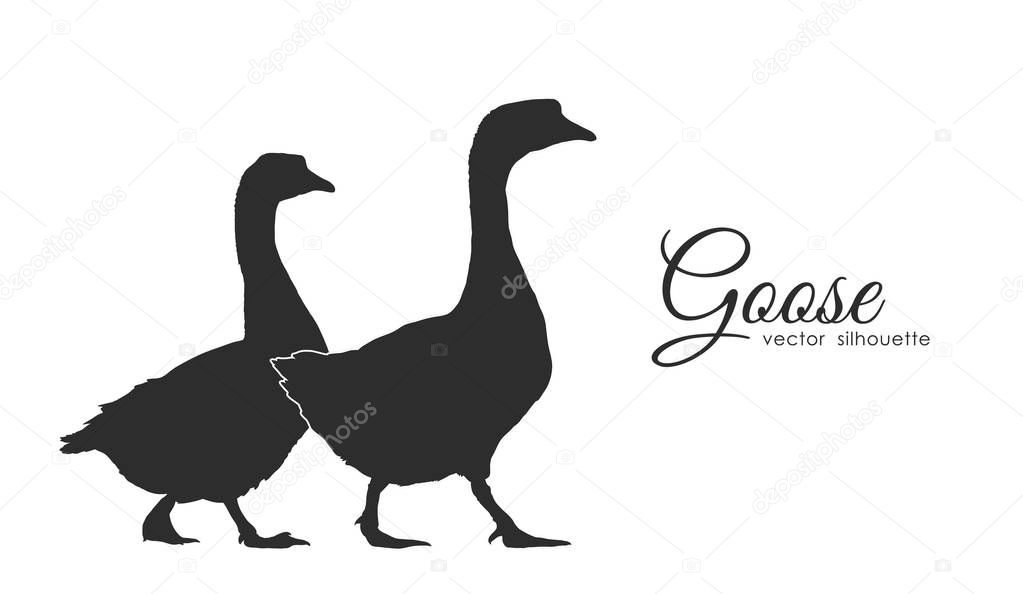 Vector illustration: Isolated silhouette of couple geese on white background.