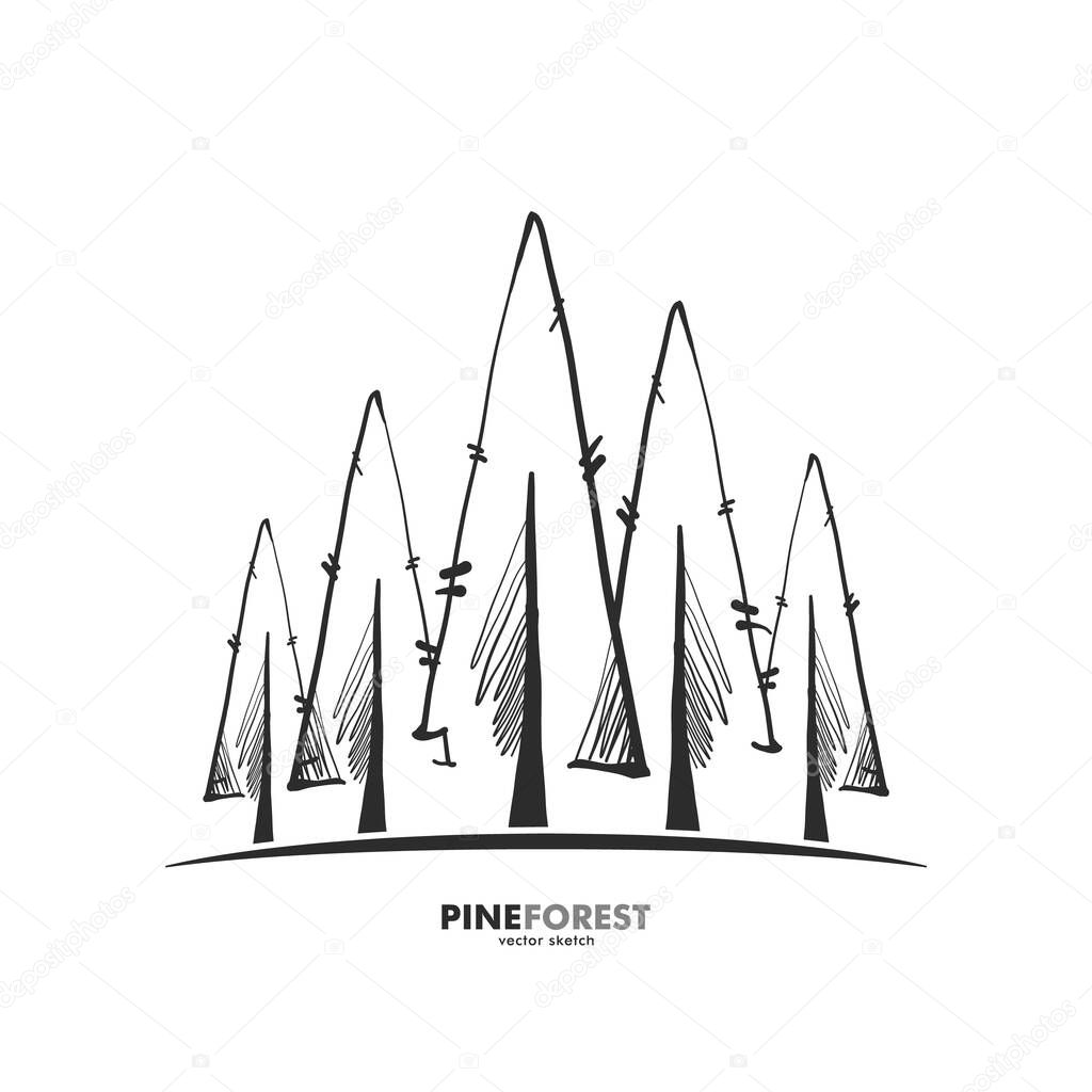 Vector illustration: Hand drawn doodle pine forest.