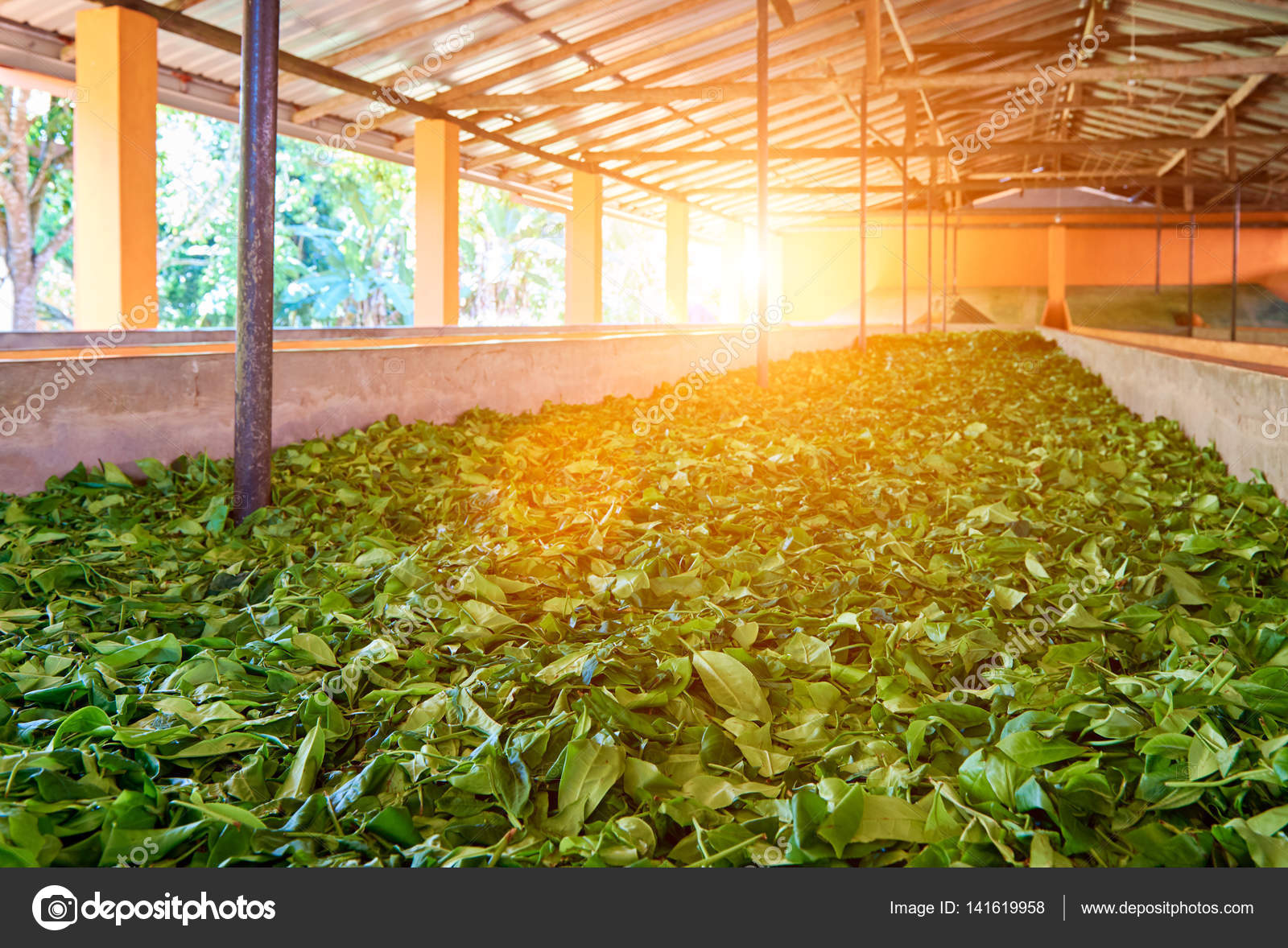Drying process of the tea leaves at a tea factory Stock Photo by