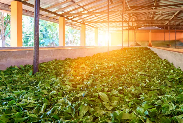 Drying process of the tea leaves at a tea factory — Stock Photo, Image