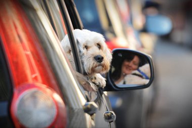 Araba penceresinde oturan köpek
