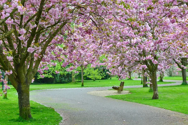 Cherry blossom pathway — Stock Photo, Image