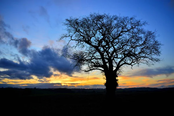 Tölgyfa sziluett오크 나무 실루엣 — 스톡 사진