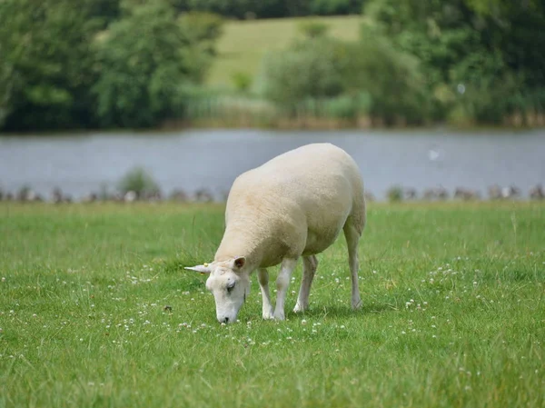 Lamm på grönt fält — Stockfoto