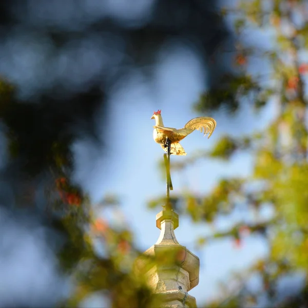 Antique Bird Weather Silhouetted — Stock Photo, Image