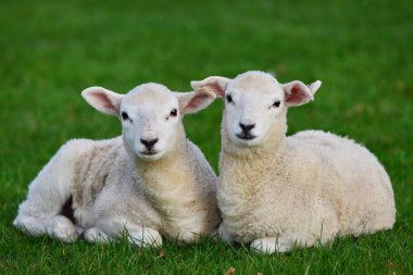  two newborn spring lambs clipart