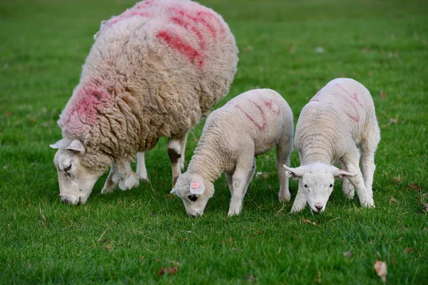 Cordeiros e ovinos recém-nascidos — Fotografia de Stock