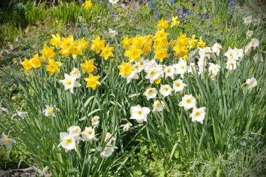 Beyaz ve sarı nergis ile flowerbed