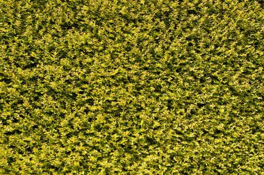 Küçük sarı ve yeşil yaprakları ile arka plan