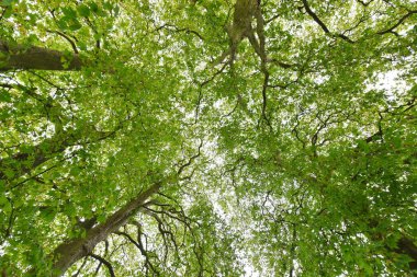 Parlak yeşil yapraklar alttan görünüm