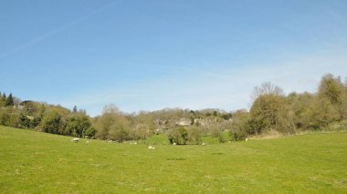 Yeşil çim mera üzerinde otlatma sevimli beyaz koyun