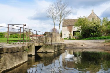 Gündüz de nehirde yüzen kuğu closeup