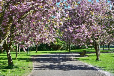 Baharda çiçek açan ihale sakura ağaç görünümü