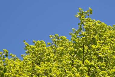 Mavi gökyüzü karşı ağaç bahar bakış alt dalları