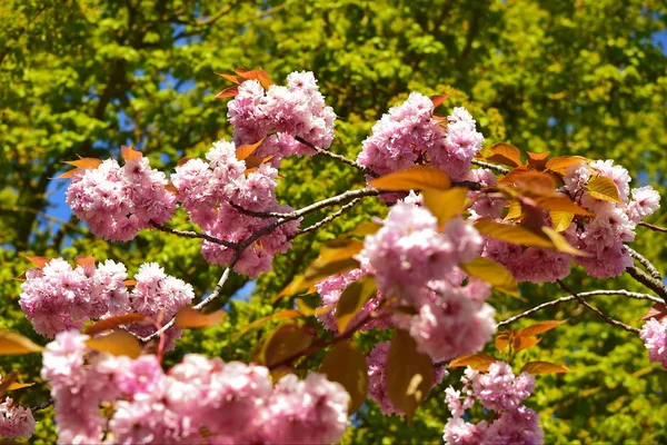 Κοντινό Πλάνο Του Ροζ Ανθισμένα Κλαδιά Sakura — Φωτογραφία Αρχείου