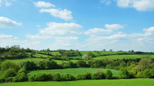 Green Field Trees Blue Sky Background — Stock Photo, Image