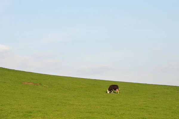 孤独的奶牛在绿地里放牧 — 图库照片
