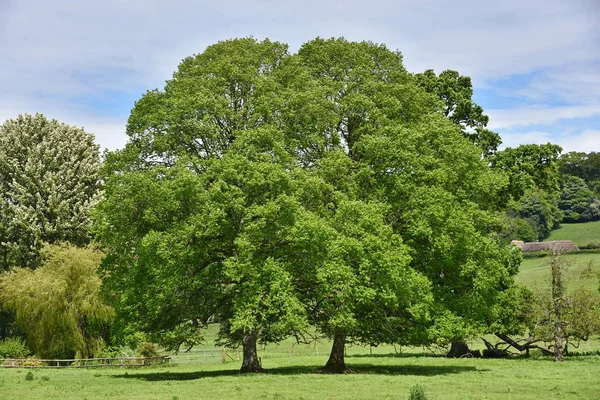 Škála Zelené Listnaté Stromy Louce Summertine — Stock fotografie