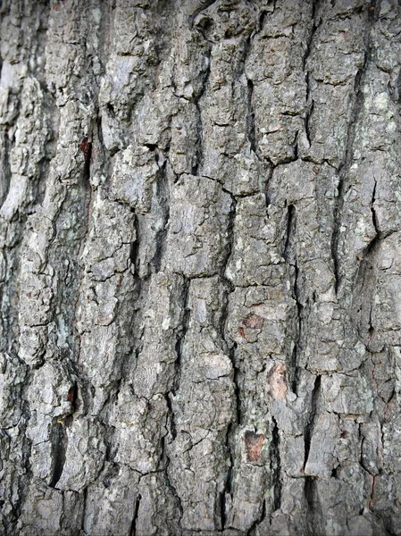 Nahaufnahme Der Natürlichen Struktur Der Rinde — Stockfoto