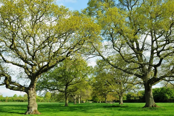 Θέα Στο Πάρκο Άνοιξη Πλούσια Καταπράσινα Δέντρα Χόρτα Και Φυτά — Φωτογραφία Αρχείου