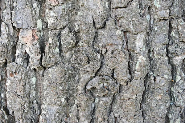 Close Van Natuurlijke Structuur Van Schors — Stockfoto