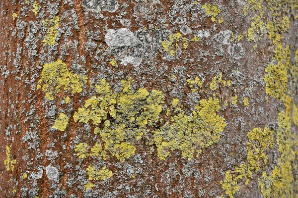 Gros Plan Écorce Arbre Multicolore — Photo