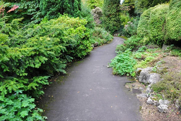 Chemin Vide Avec Des Plantes Vert Vif Autour — Photo