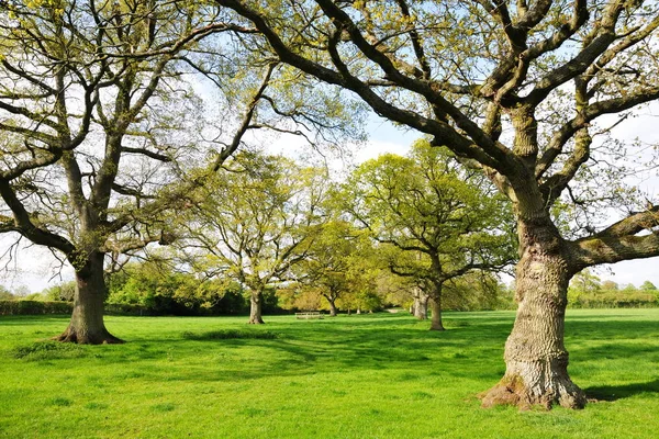 Utsikt Över Våren Park Med Rik Gröna Träd Gräs Och — Stockfoto