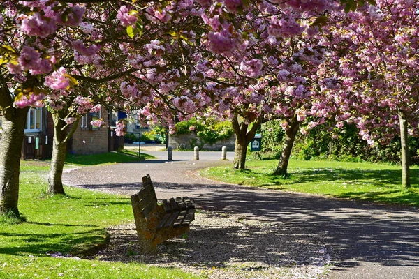 Blick Auf Einsame Bank Park Mit Blühenden Sakura Bäumen — Stockfoto