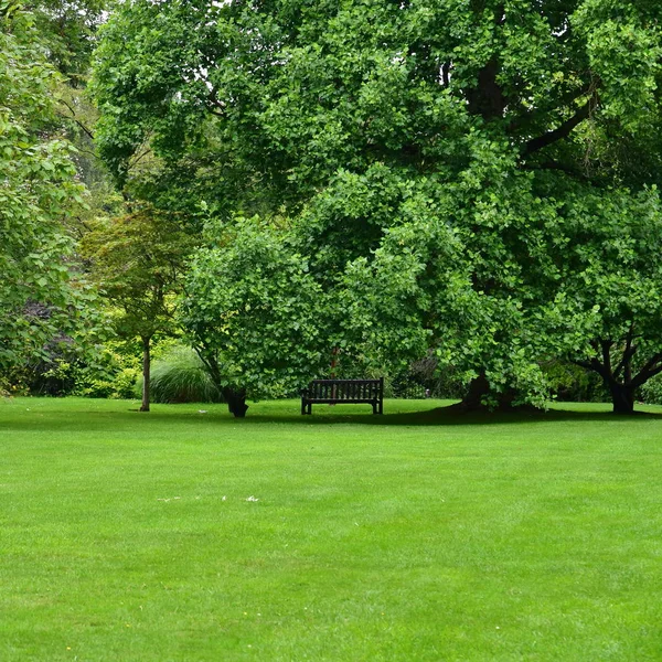 Utsikt Över Parken Med Gräs Gröna Träd Och Tom Bänk — Stockfoto
