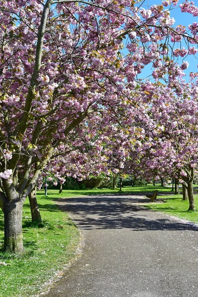 Inschrijving Sakura Bomen Bloeien Het Voorjaar — Stockfoto