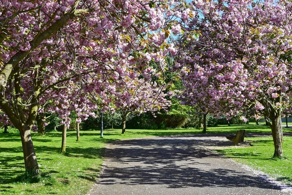 Inschrijving Sakura Bomen Bloeien Het Voorjaar — Stockfoto