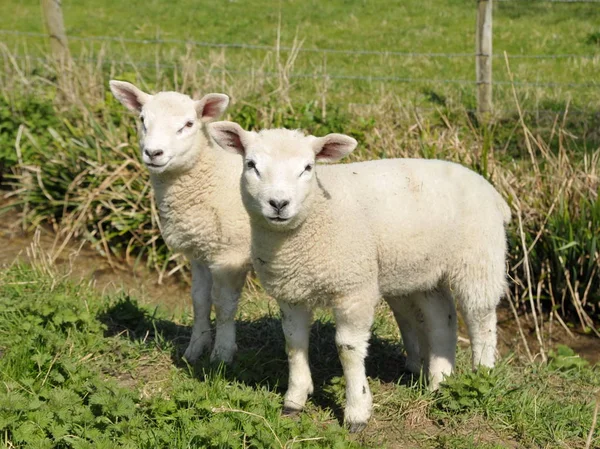 Two Small Lambs Looking Camera While Walking Field — Stock Photo, Image