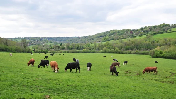 可爱的放牧奶牛在明亮的绿色牧场 — 图库照片