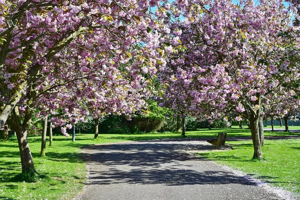 Vista Árvores Sakura Concurso Florescendo Primavera — Fotografia de Stock