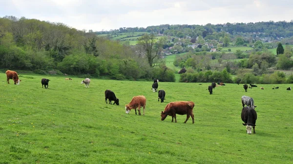 Niedliche Grasende Kühe Auf Leuchtend Grüner Weide — Stockfoto