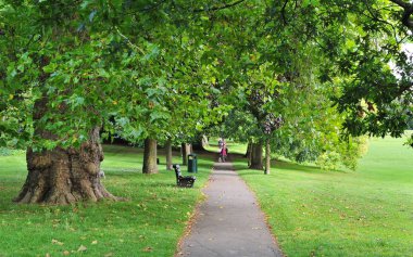 Yaprak döken ağaçlar, yol ve çimen sokak